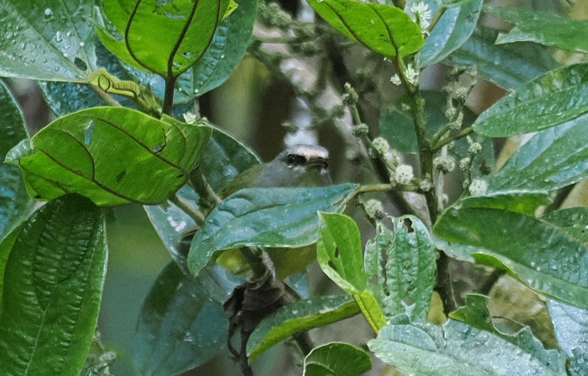 Javan Heleia - ML637918164