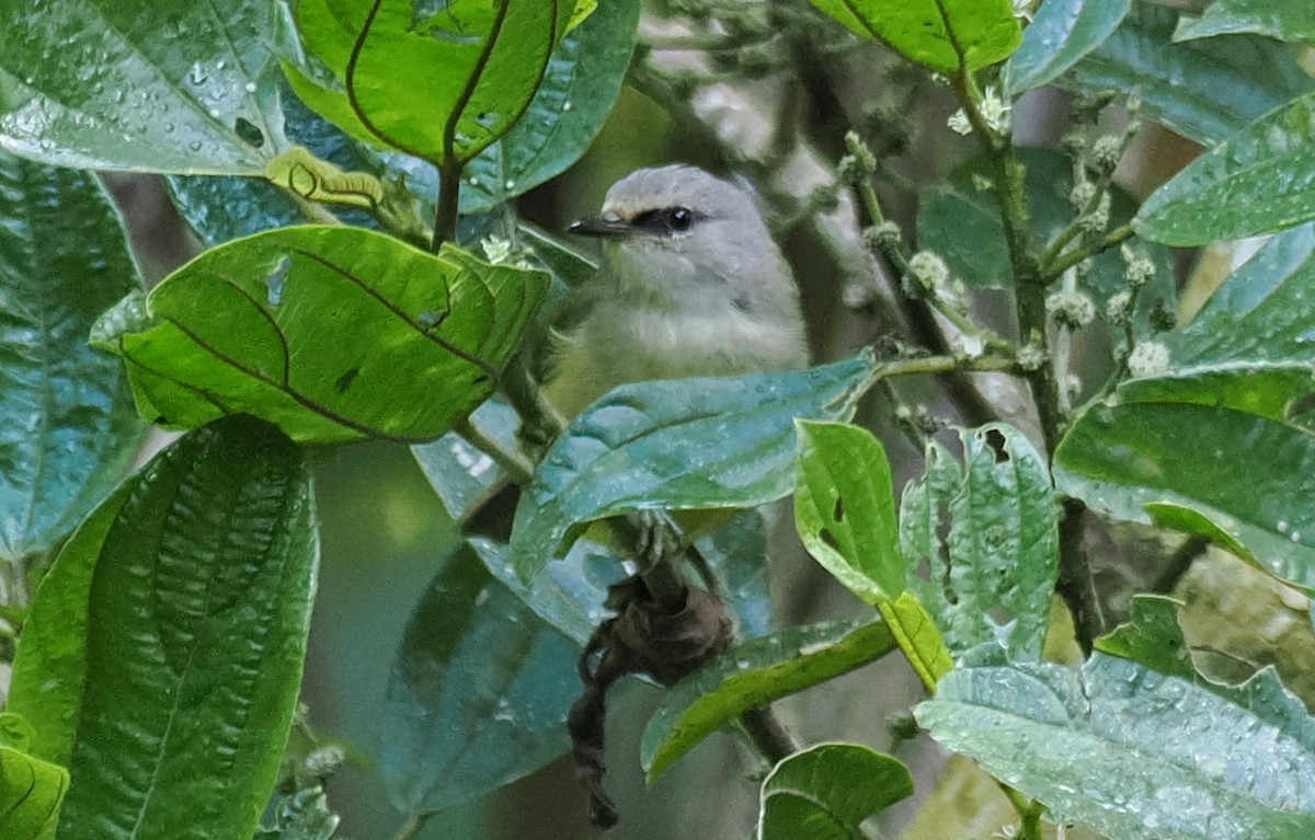 Javan Heleia - ML637918165