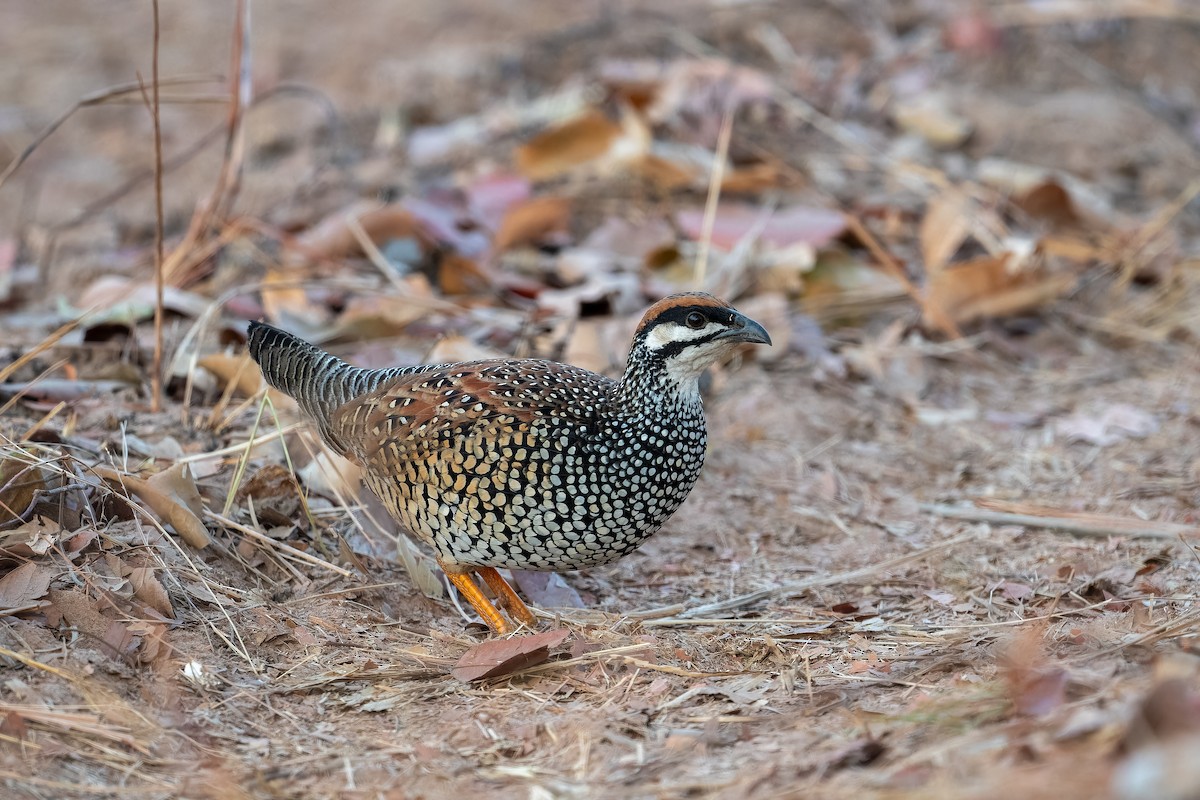 Chinese Francolin - ML637918167