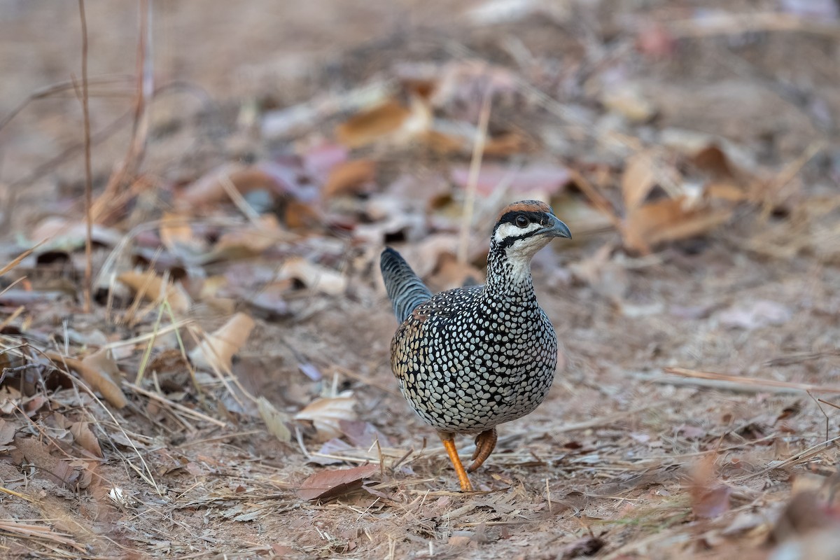 Chinese Francolin - ML637918168