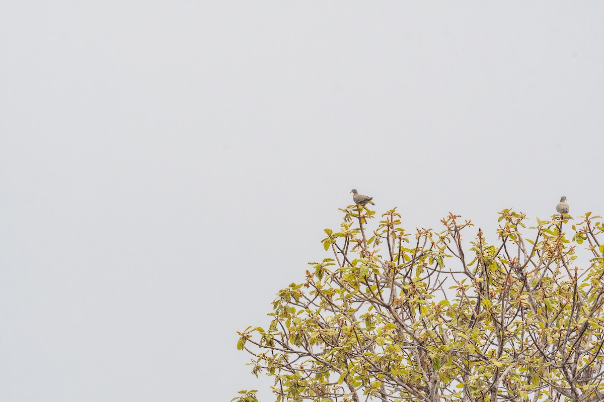 Yellow-footed Green-Pigeon - ML637918171
