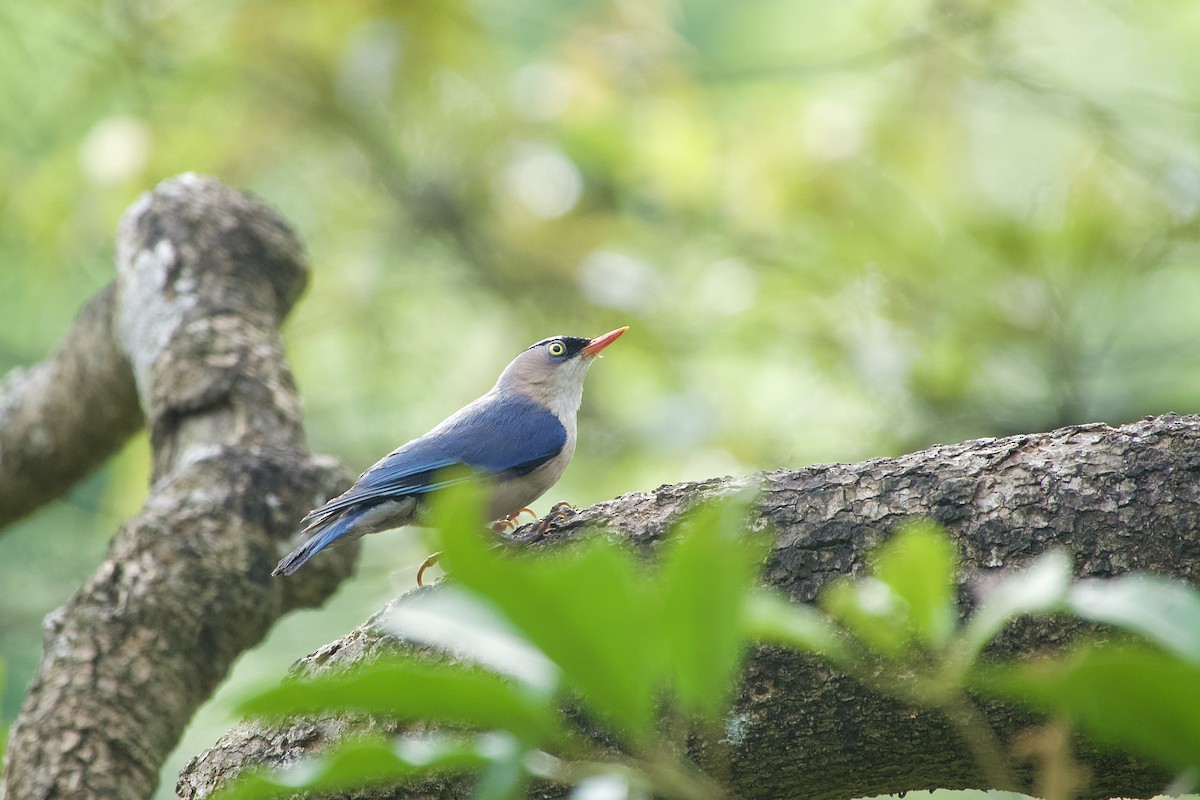 Velvet-fronted Nuthatch - ML637918179