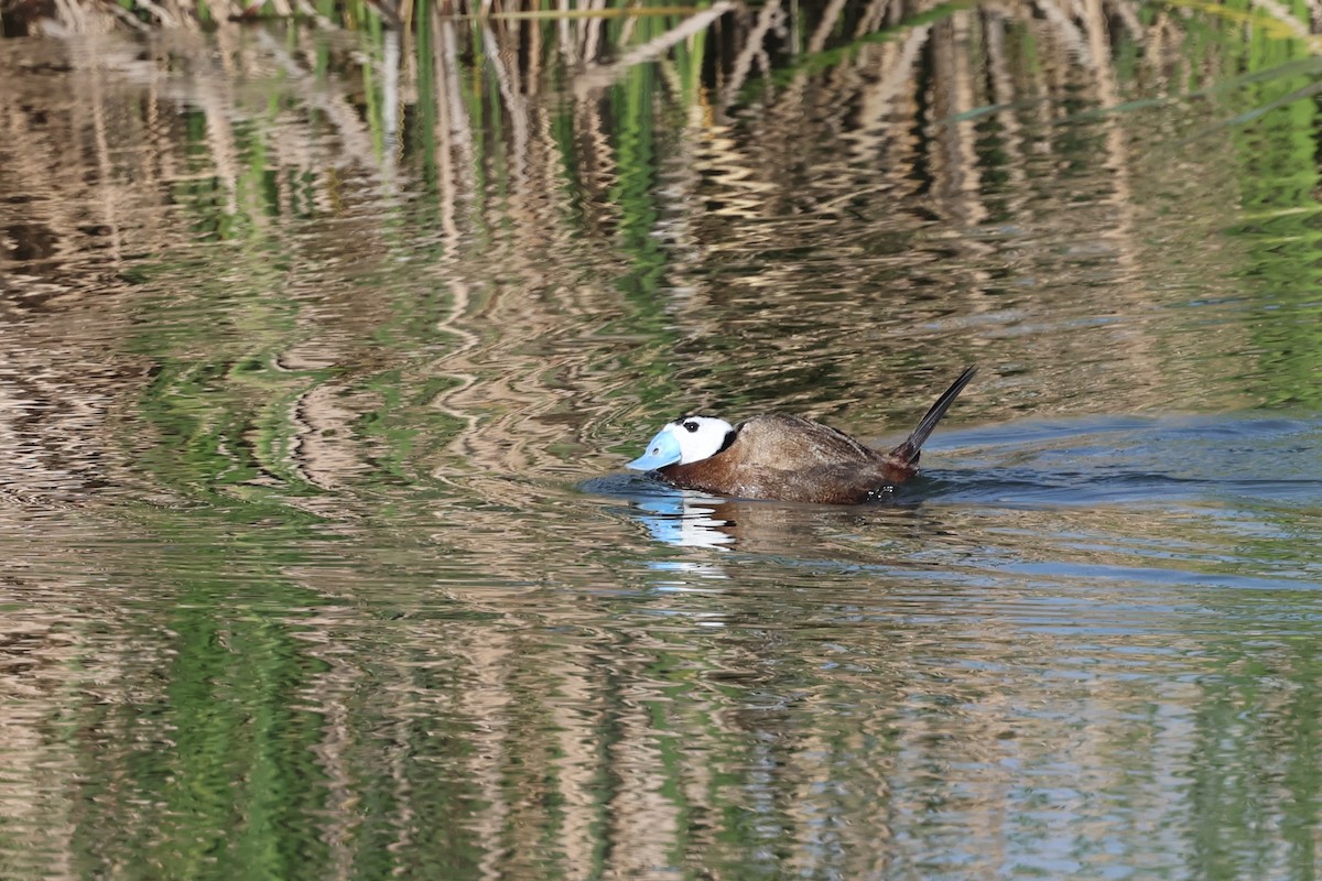 White-headed Duck - ML637918184