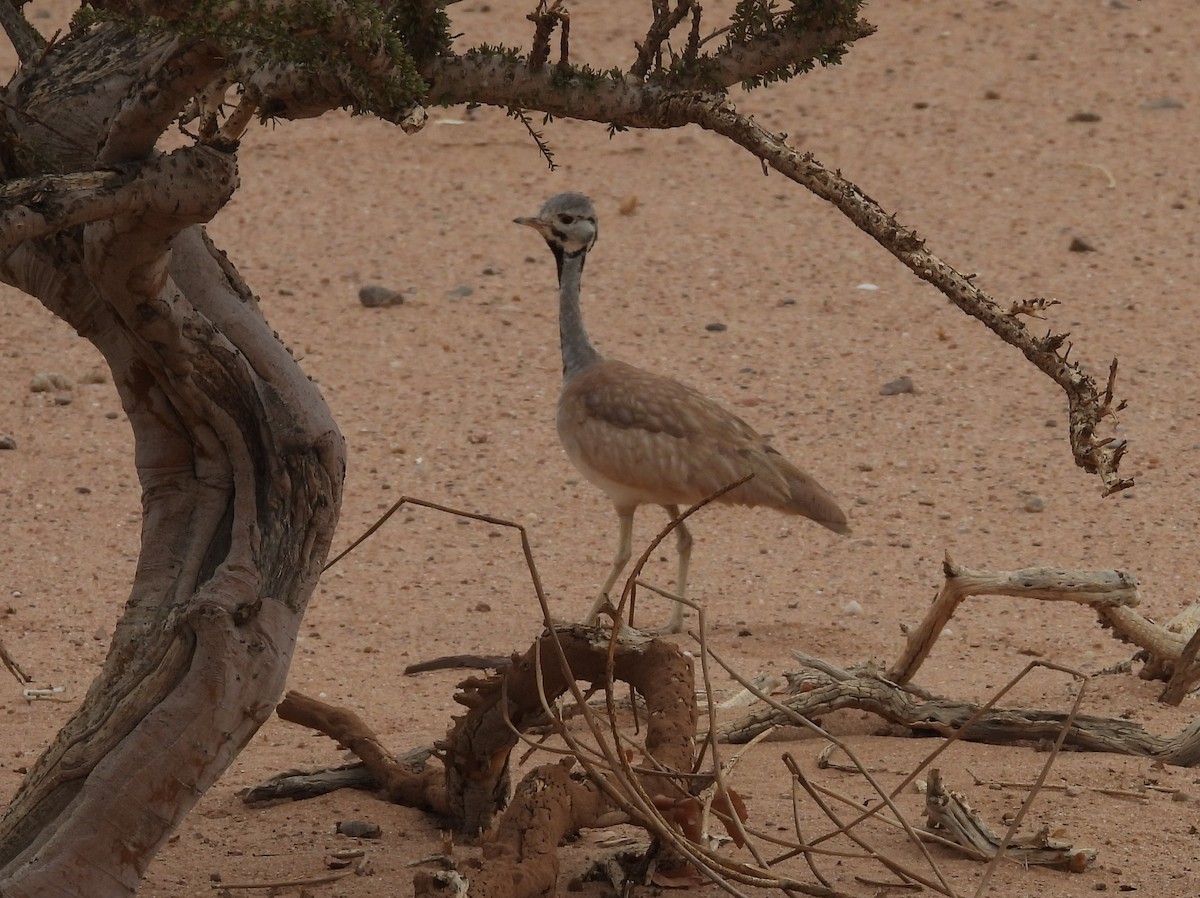Rüppell's Bustard - ML637918206
