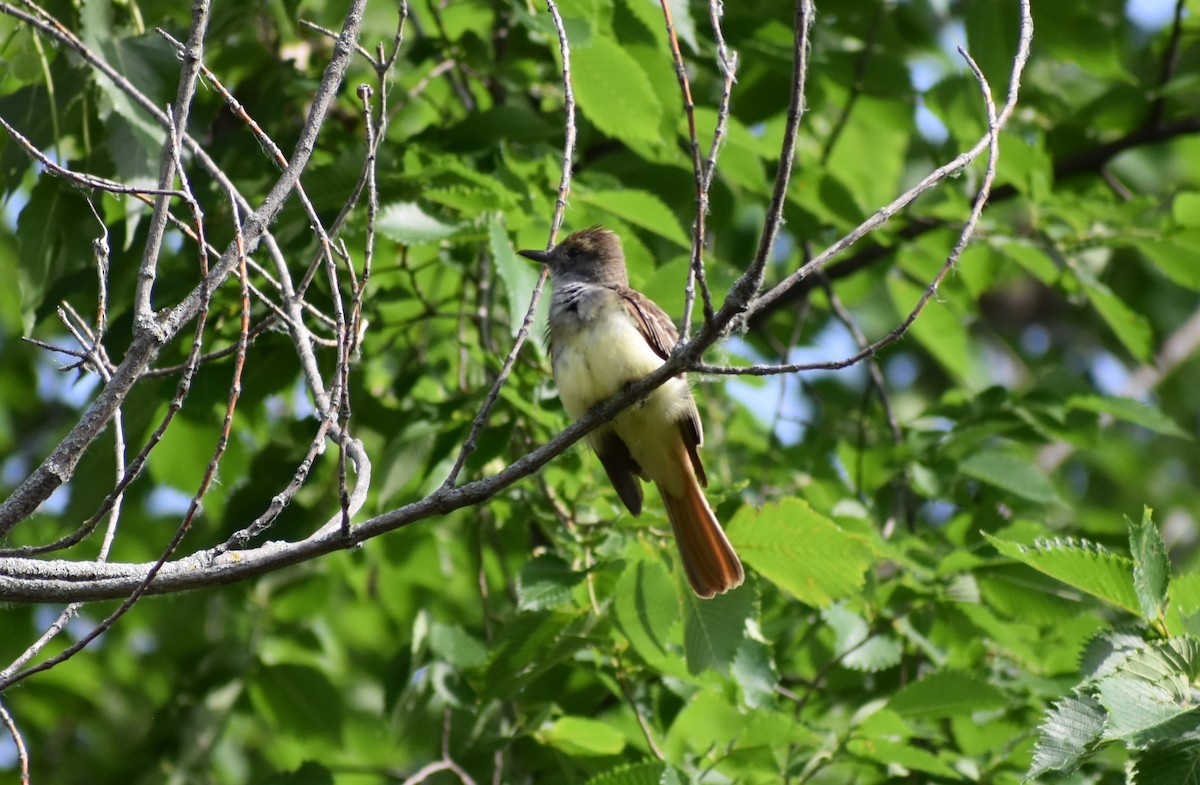 Great Crested Flycatcher - ML637918211
