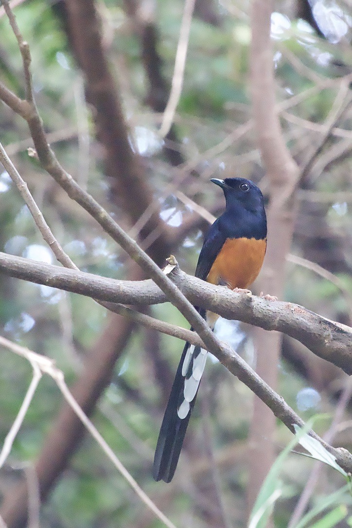 White-rumped Shama (White-rumped) - ML637918230