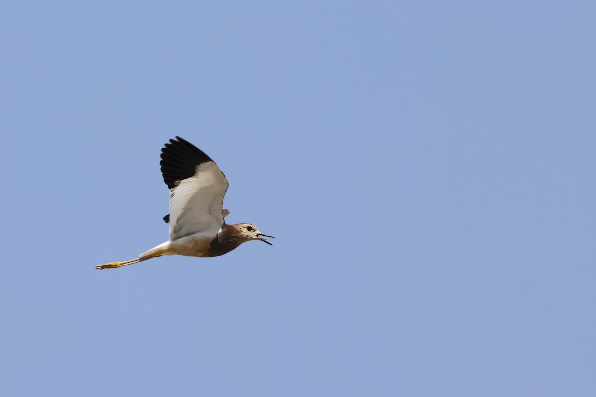 White-tailed Lapwing - ML637918253