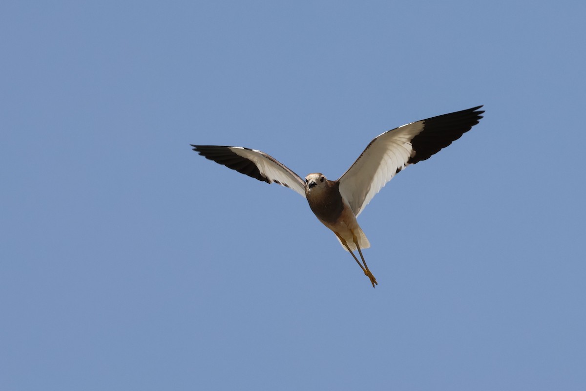 White-tailed Lapwing - ML637918255