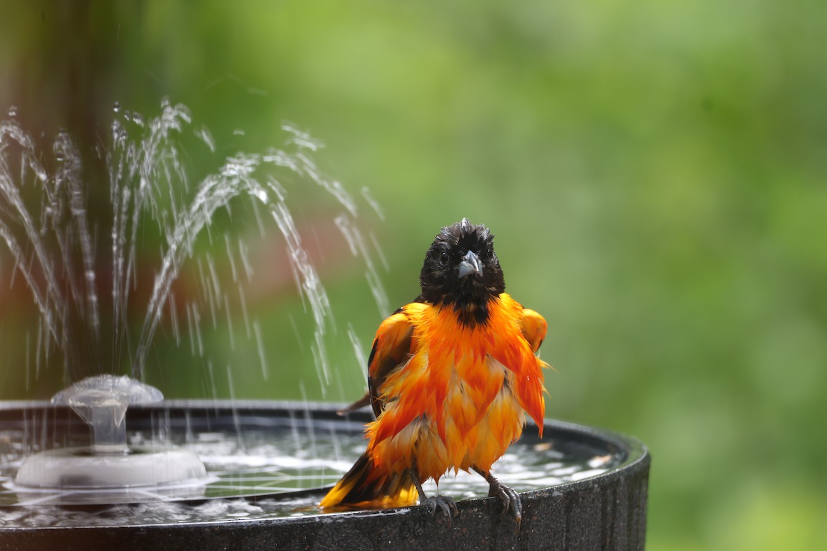 trupiál baltimorský - ML637918257