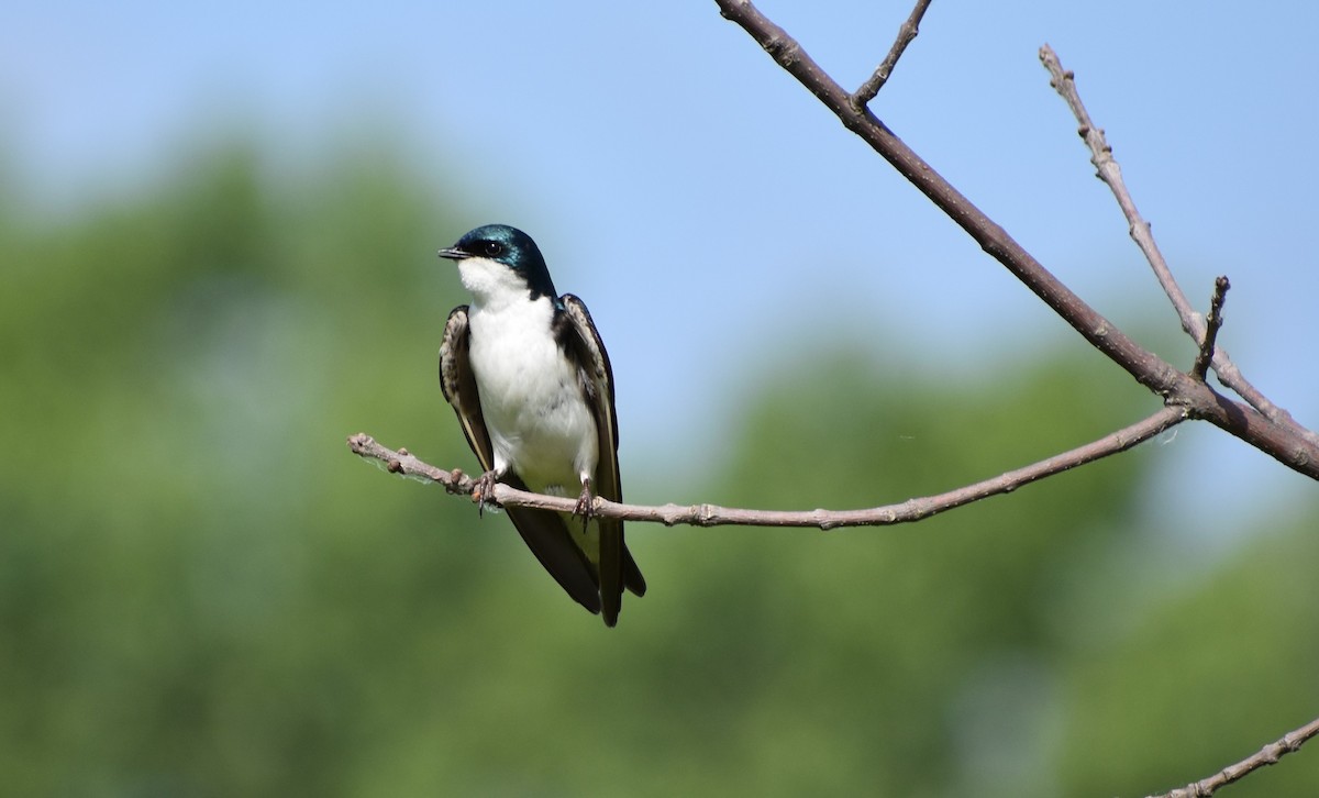 Tree Swallow - ML637918258