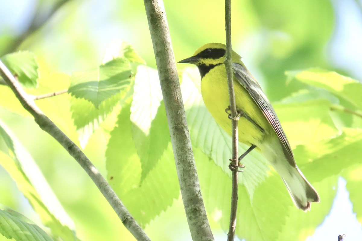 Lawrence's Warbler (hybrid) - ML637918275