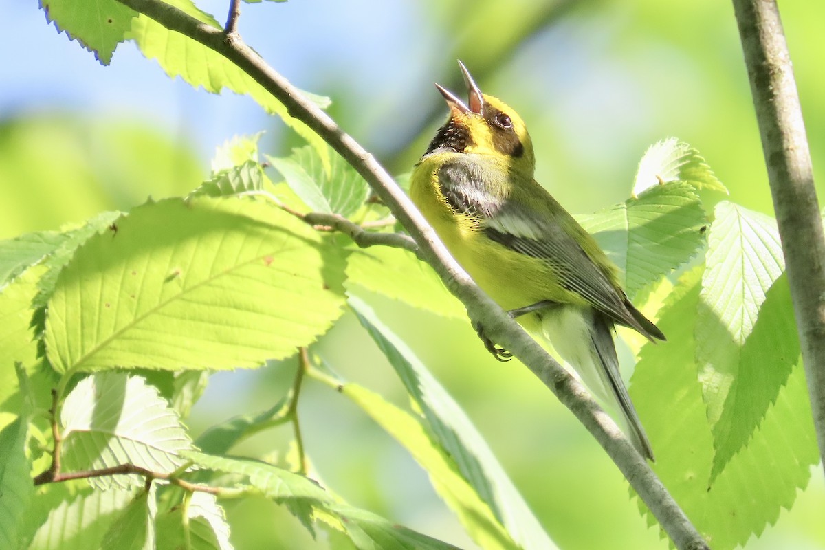 Lawrence's Warbler (hybrid) - ML637918276