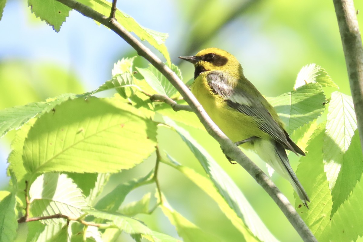 Lawrence's Warbler (hybrid) - ML637918277