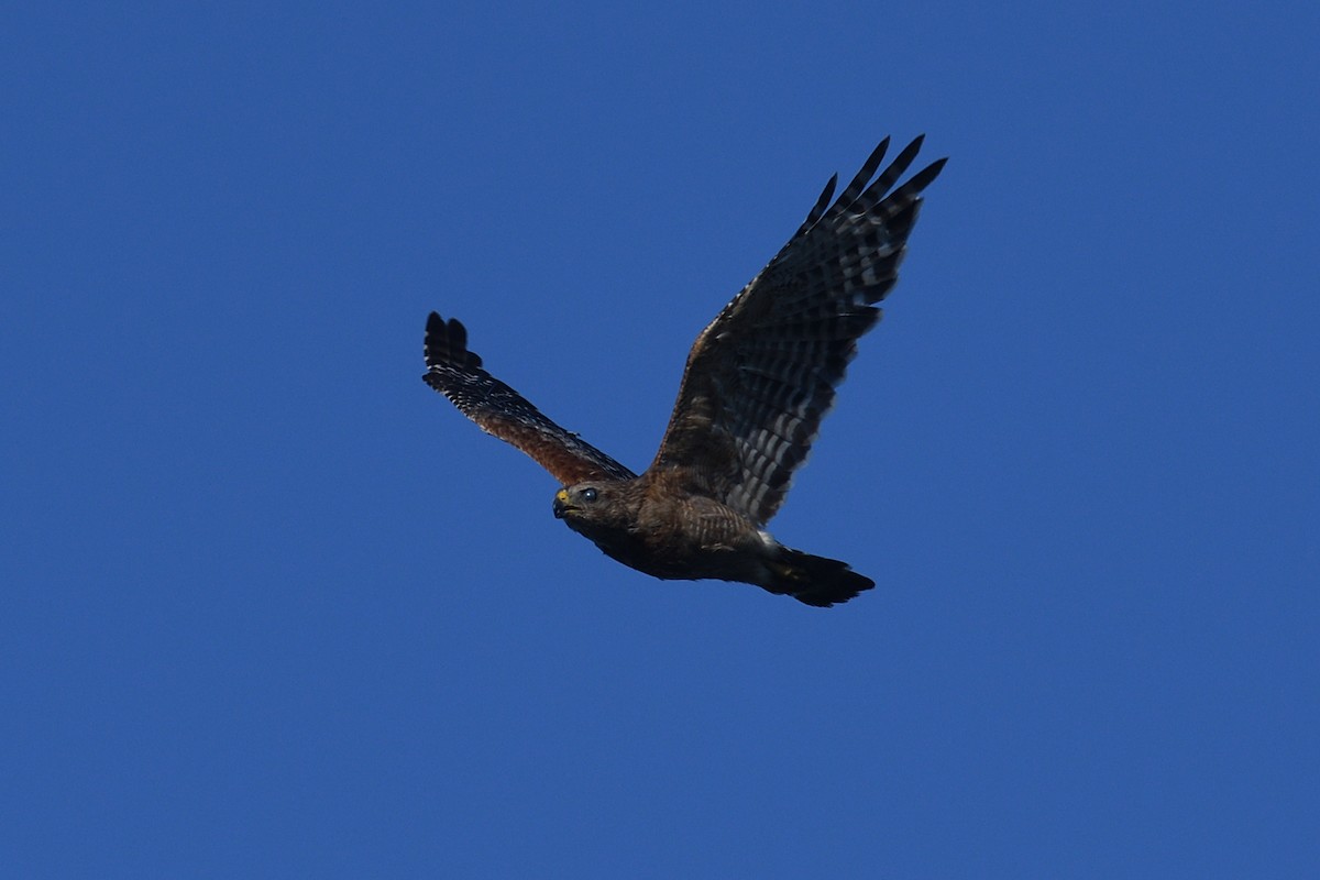 カタアカノスリ - ML637918313