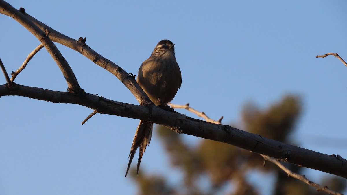Plain-mantled Tit-Spinetail - ML637918344
