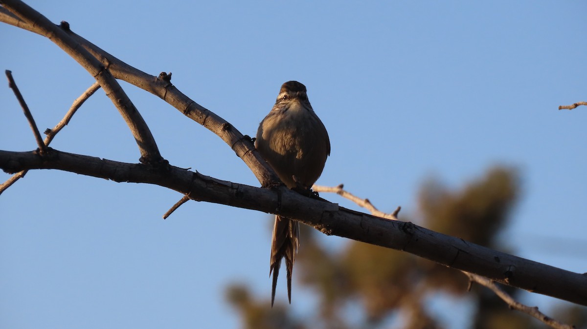 Plain-mantled Tit-Spinetail - ML637918345