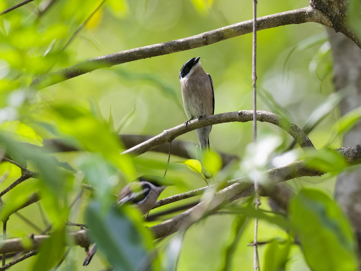 Bar-winged Flycatcher-shrike - ML637918358