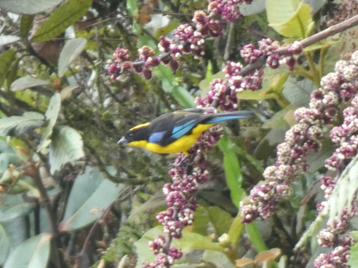 Blauflügel-Bergtangare - ML637918359