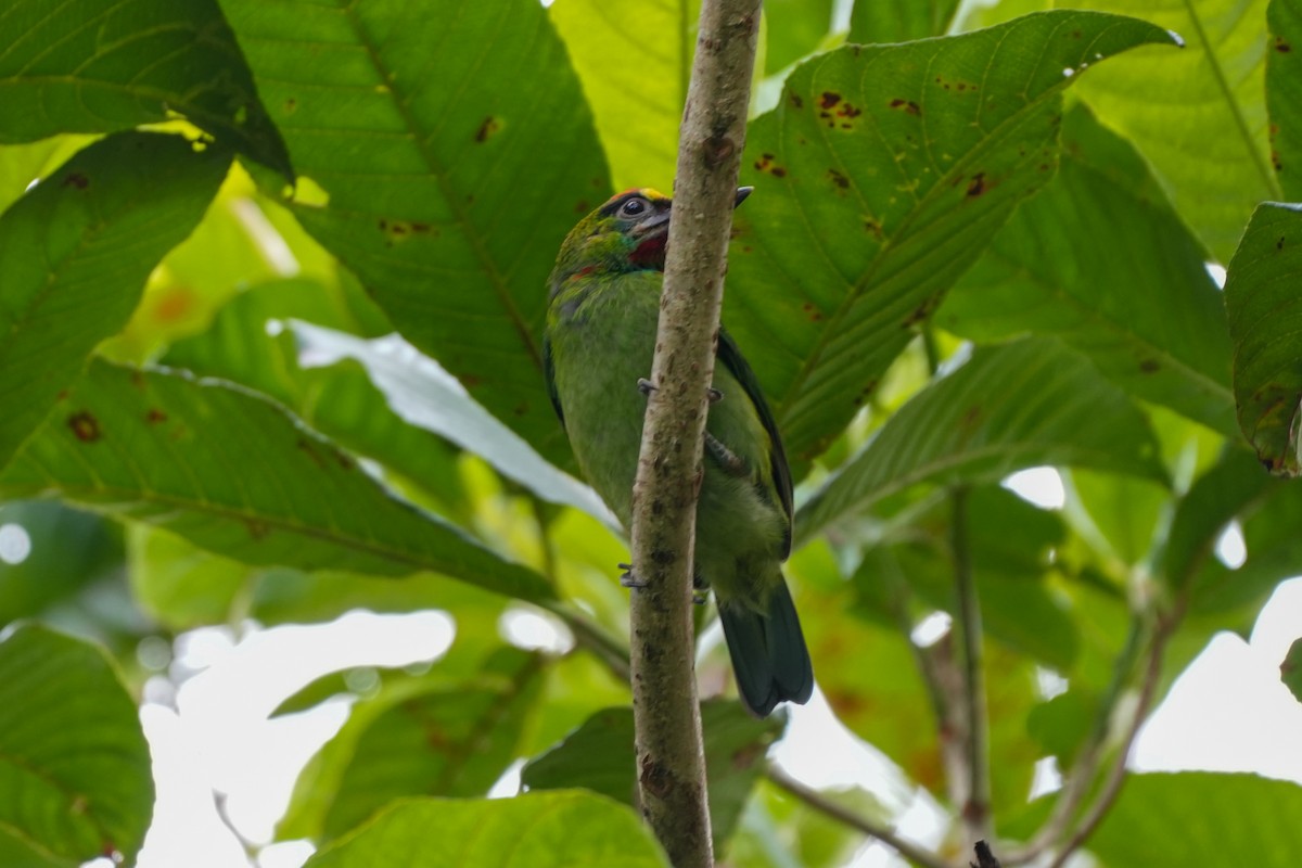 Red-throated Barbet - ML637918364