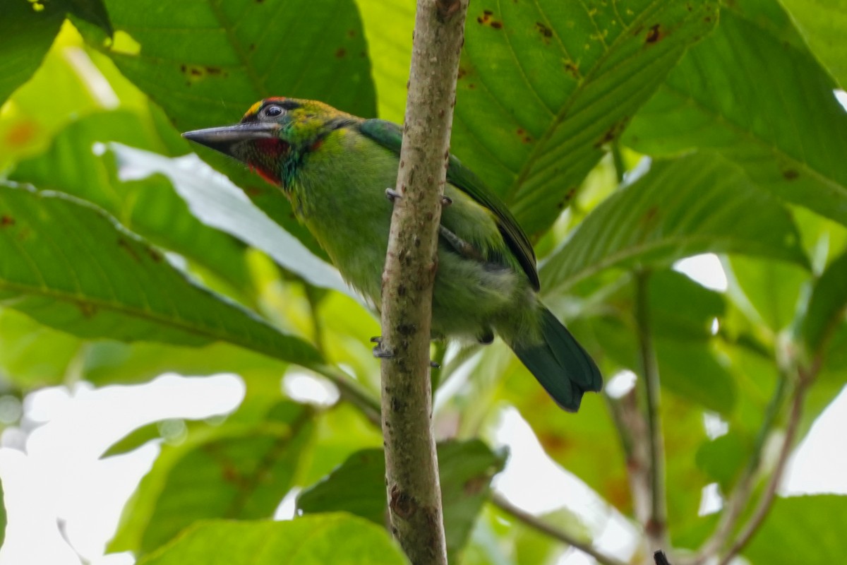 Red-throated Barbet - ML637918365