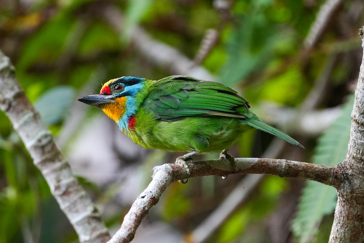Black-browed Barbet - ML637918369