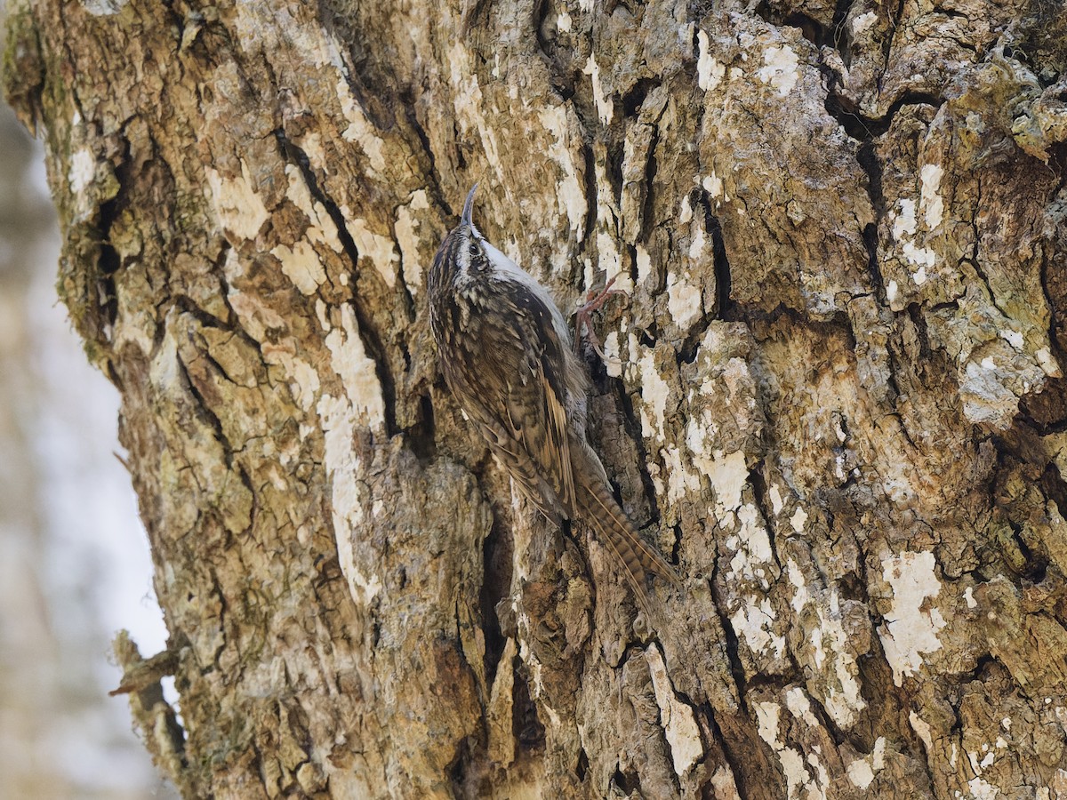 Bar-tailed Treecreeper - ML637918373