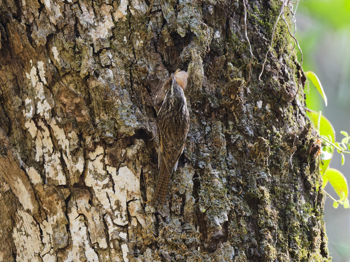 Bar-tailed Treecreeper - ML637918374