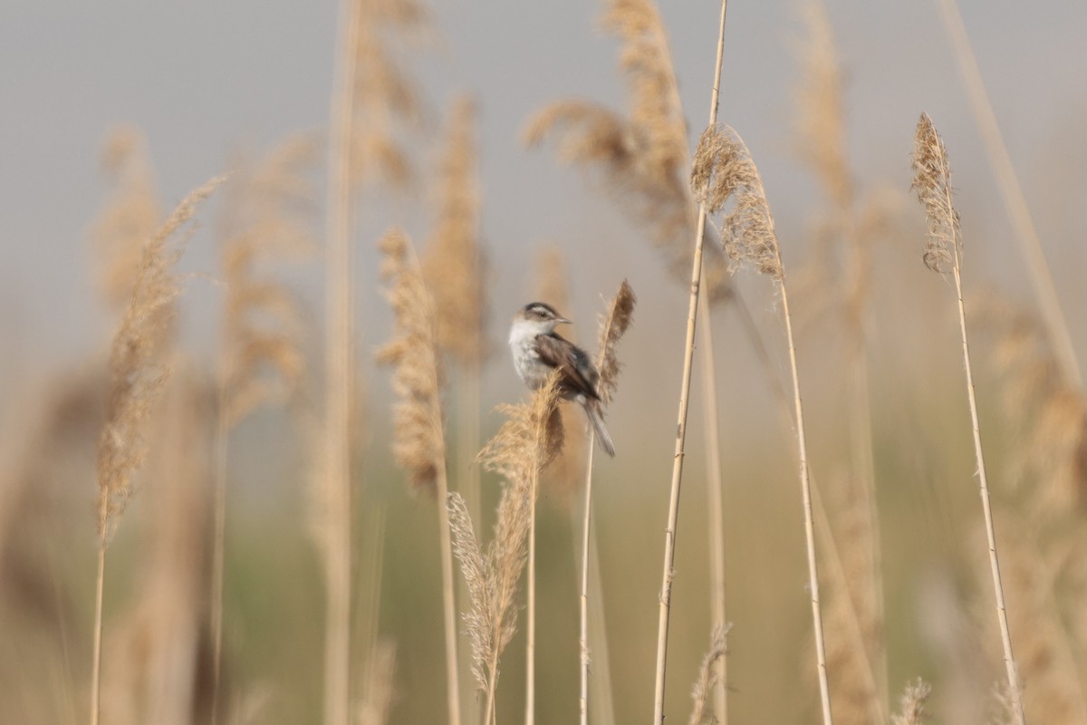 Moustached Warbler - ML637918393