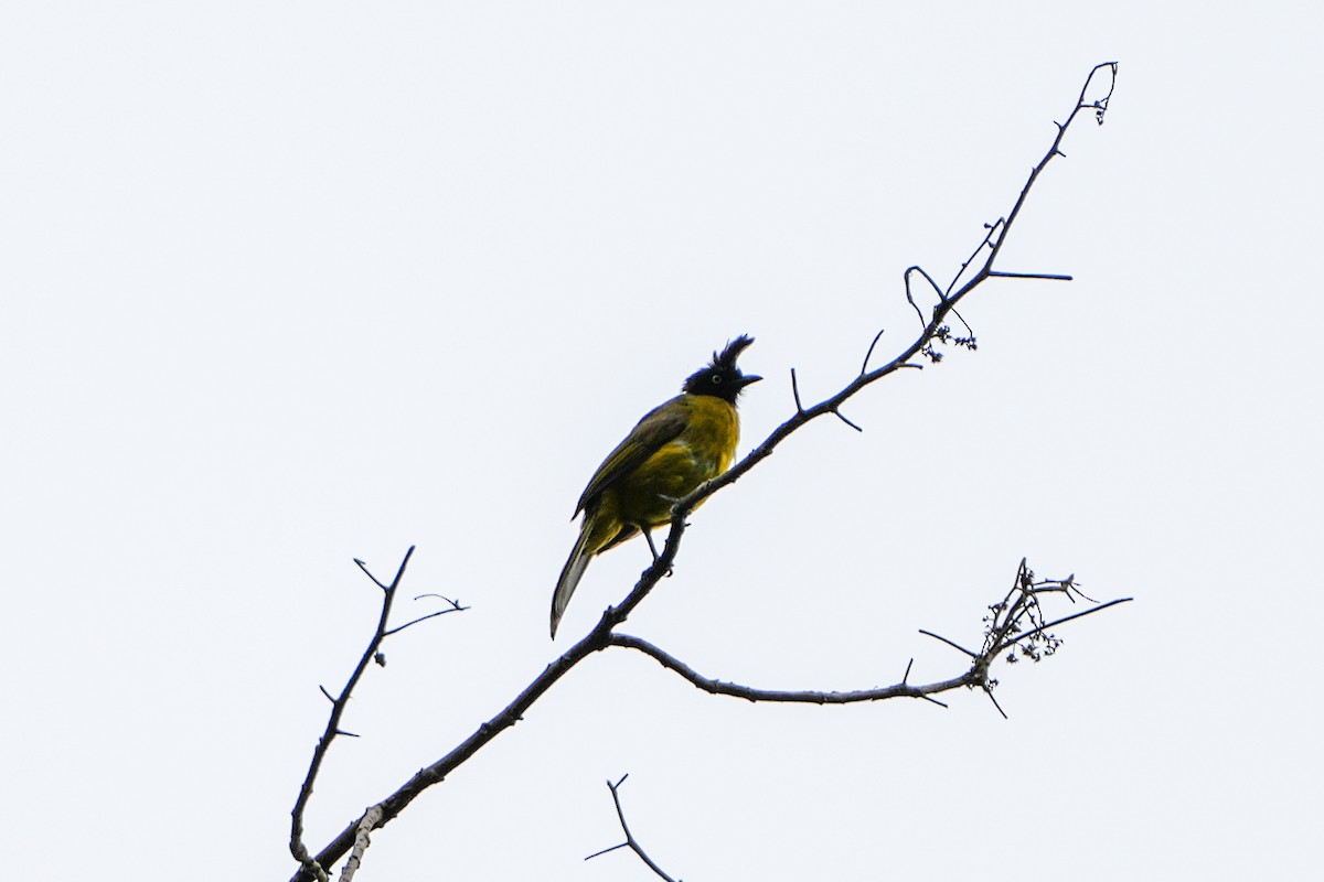 Bulbul à huppe noire - ML637918402