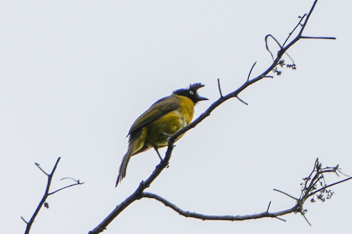 Bulbul à huppe noire - ML637918403