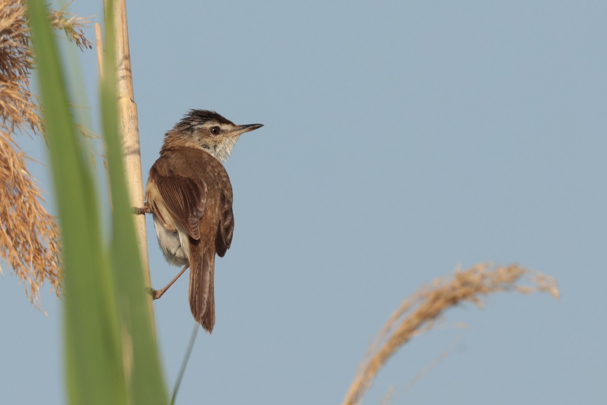 Paddyfield Warbler - ML637918415