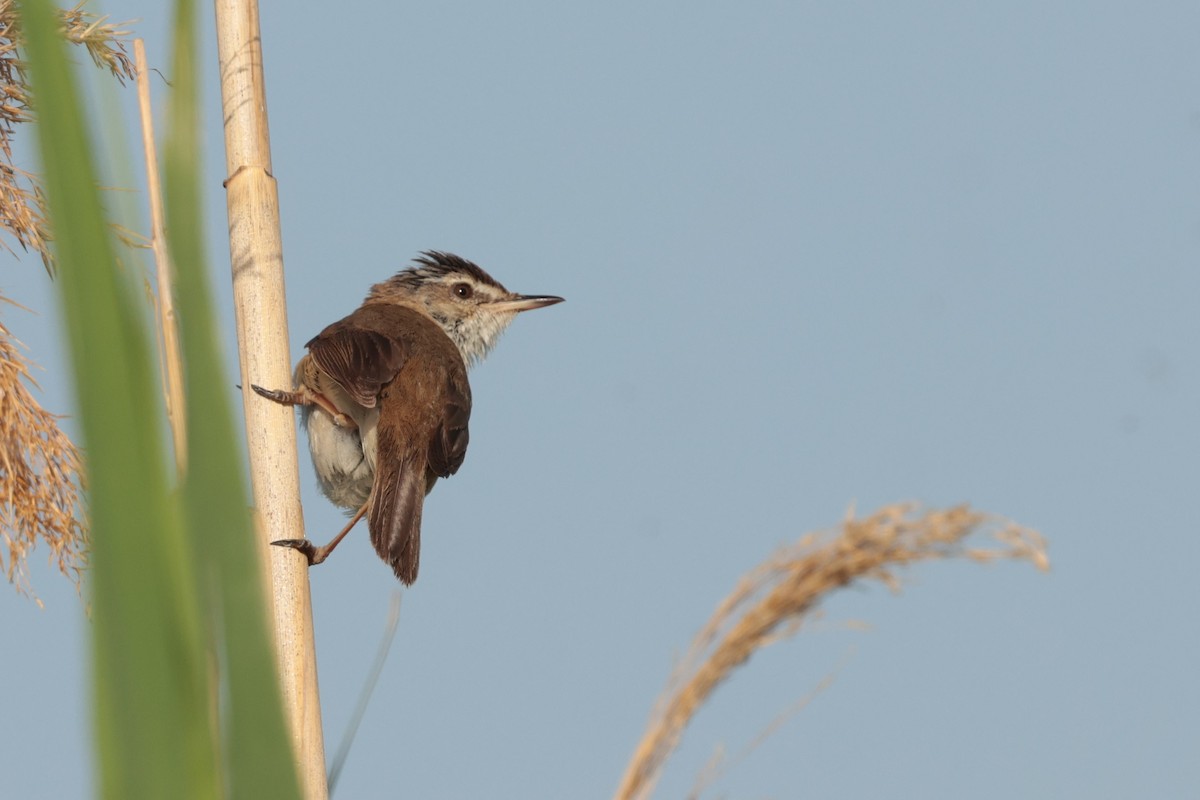 Paddyfield Warbler - ML637918416