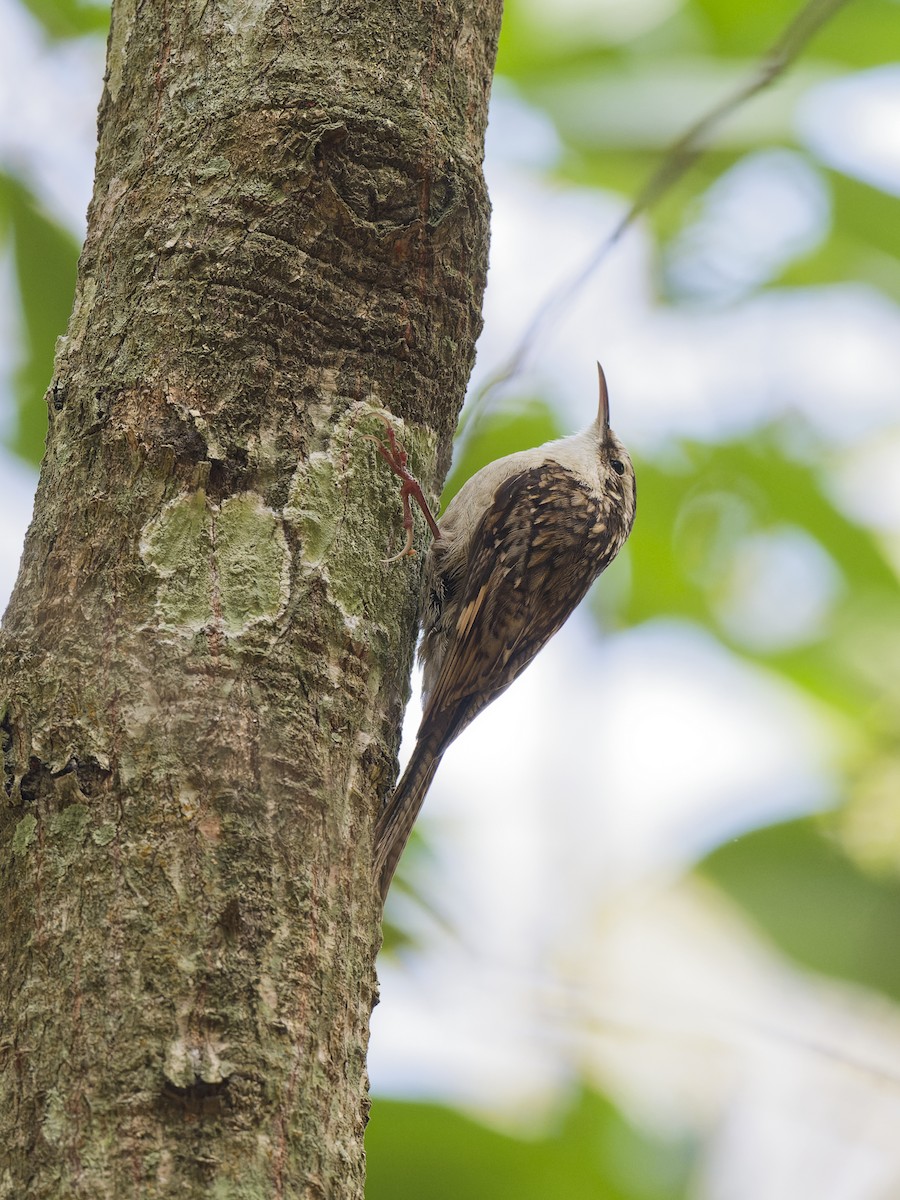 Bar-tailed Treecreeper - ML637918421