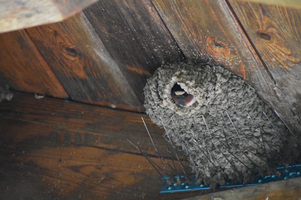 Cliff Swallow - ML637918439