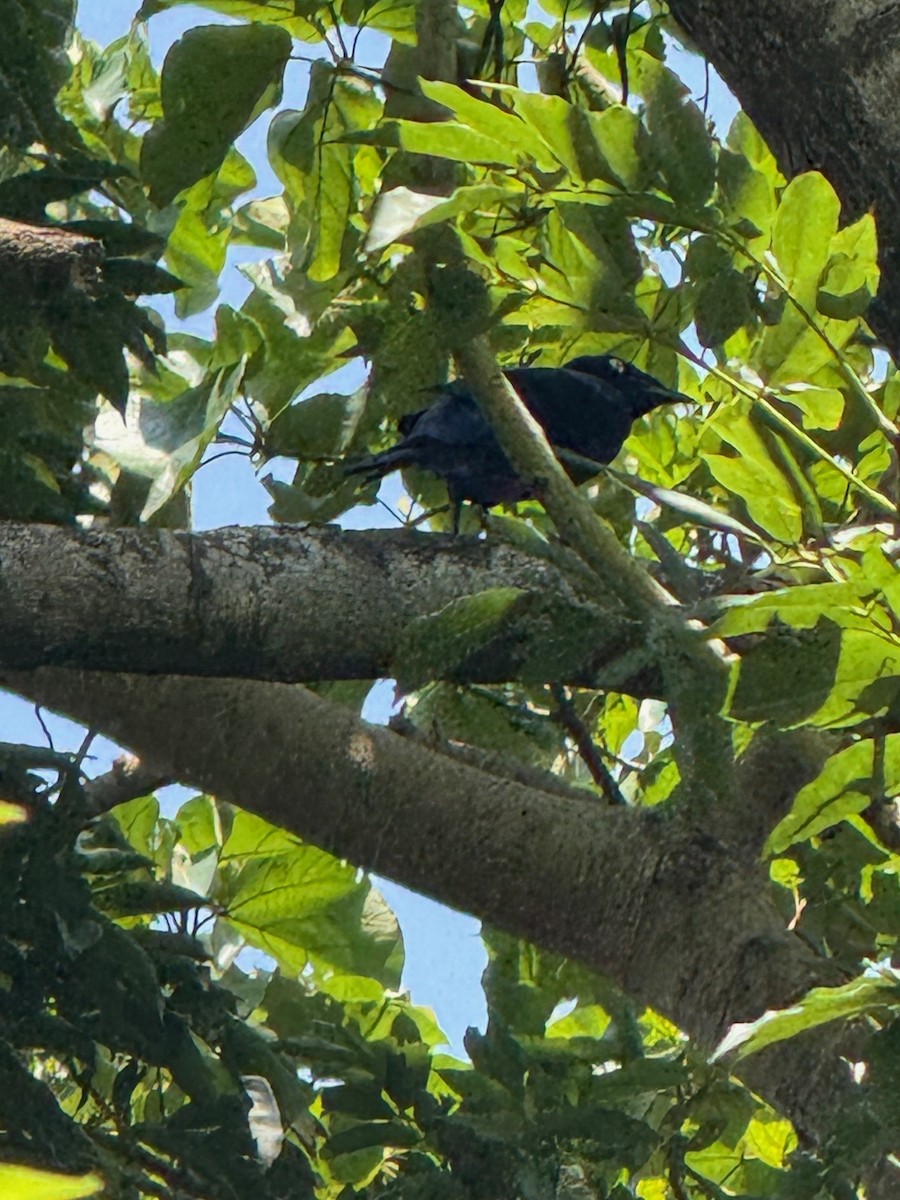 Splendid Starling - ML637918454