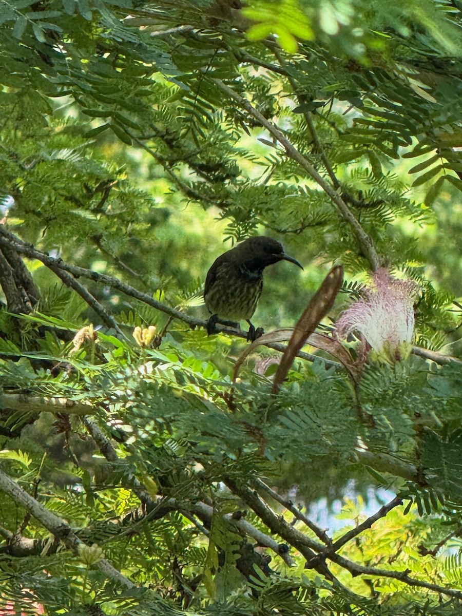 Green-throated Sunbird - ML637918483