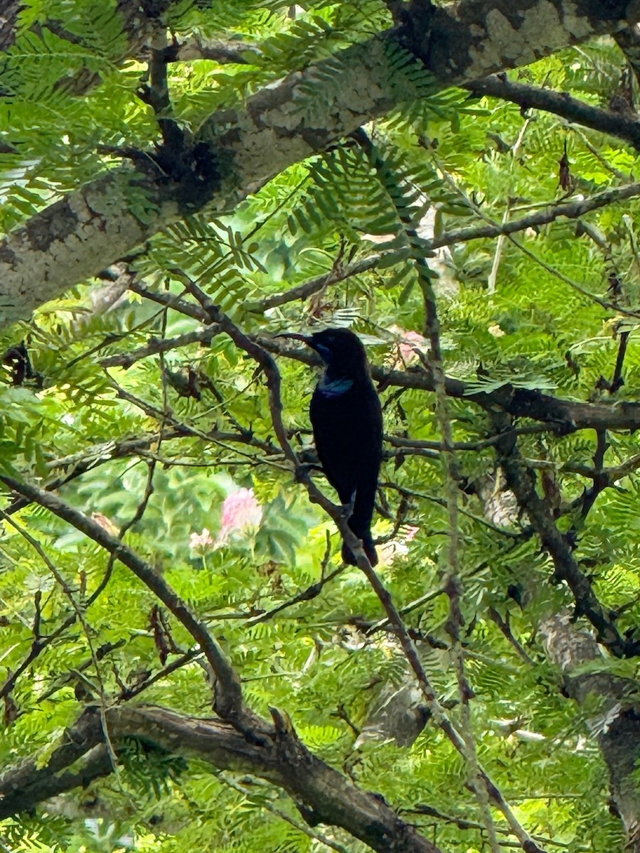 Green-throated Sunbird - ML637918484