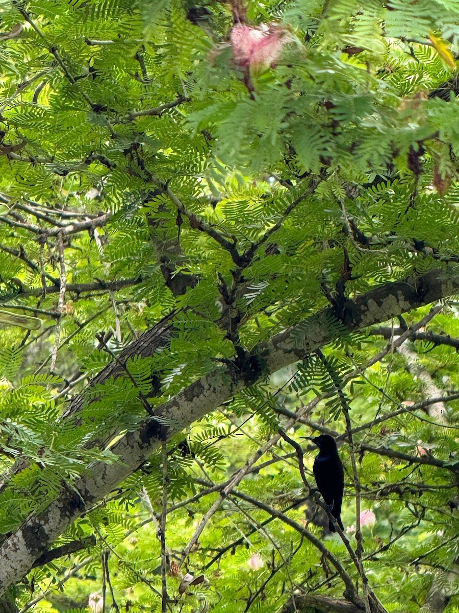 Green-throated Sunbird - ML637918486