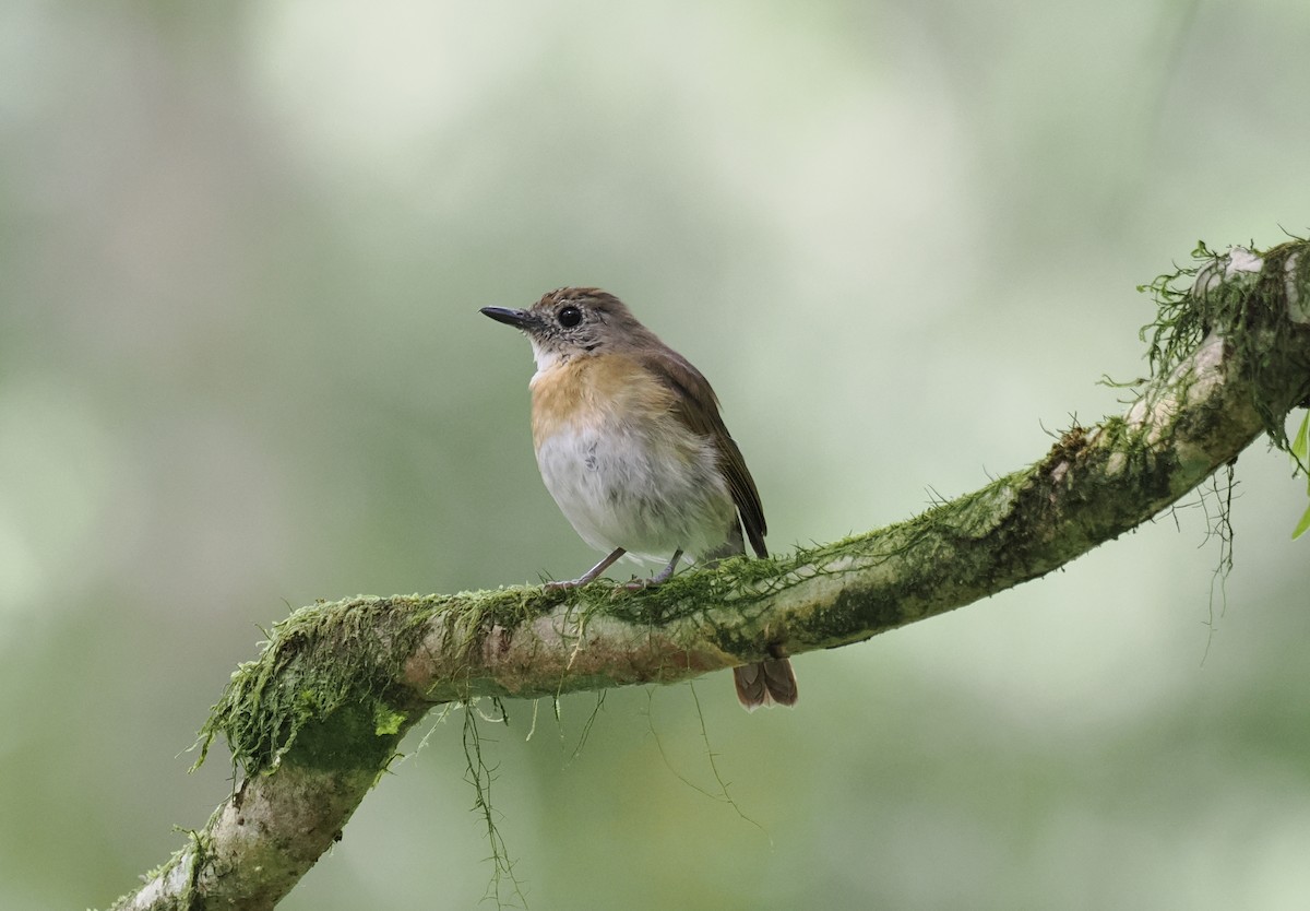 Fulvous-chested Jungle Flycatcher - ML637918489