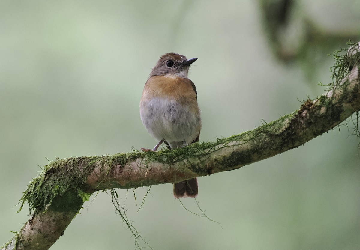 Fulvous-chested Jungle Flycatcher - ML637918490