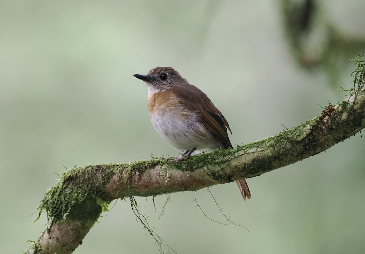 Fulvous-chested Jungle Flycatcher - ML637918491