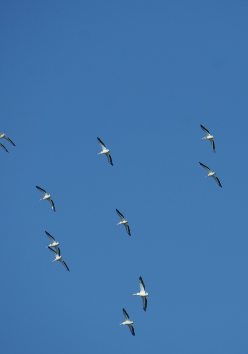 American White Pelican - ML637918494