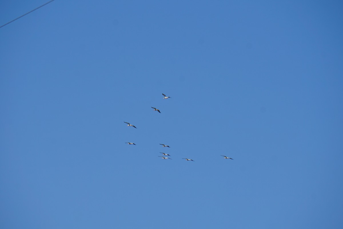 American White Pelican - ML637918495