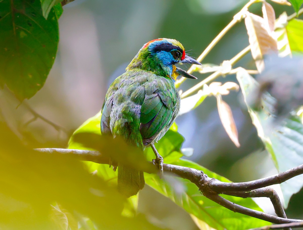 Black-browed Barbet - ML637918500