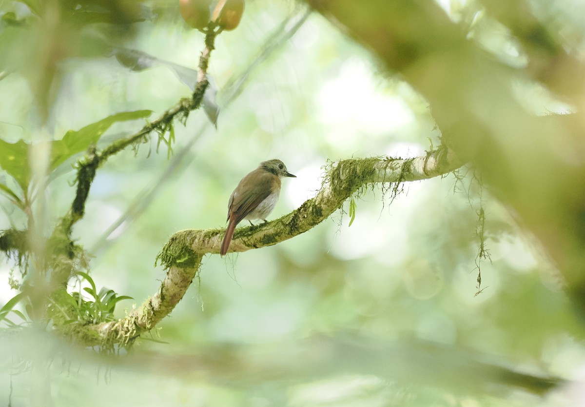 Fulvous-chested Jungle Flycatcher - ML637918509