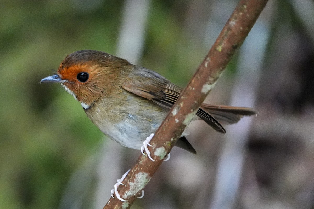 Rufous-browed Flycatcher - ML637918521