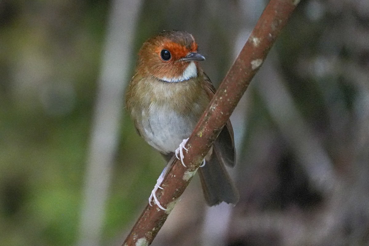 Rufous-browed Flycatcher - ML637918522