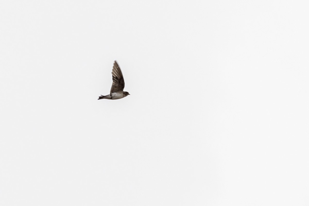 Streak-throated Swallow - ML637918585