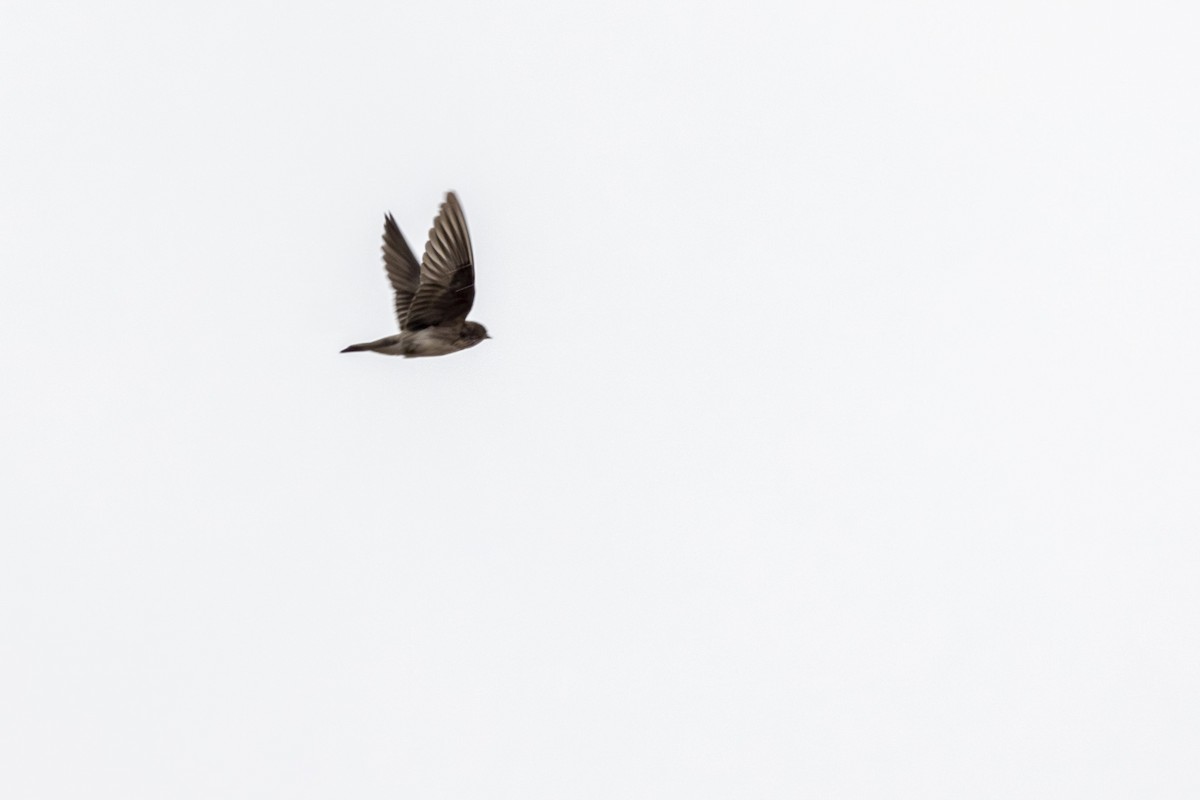 Streak-throated Swallow - ML637918586