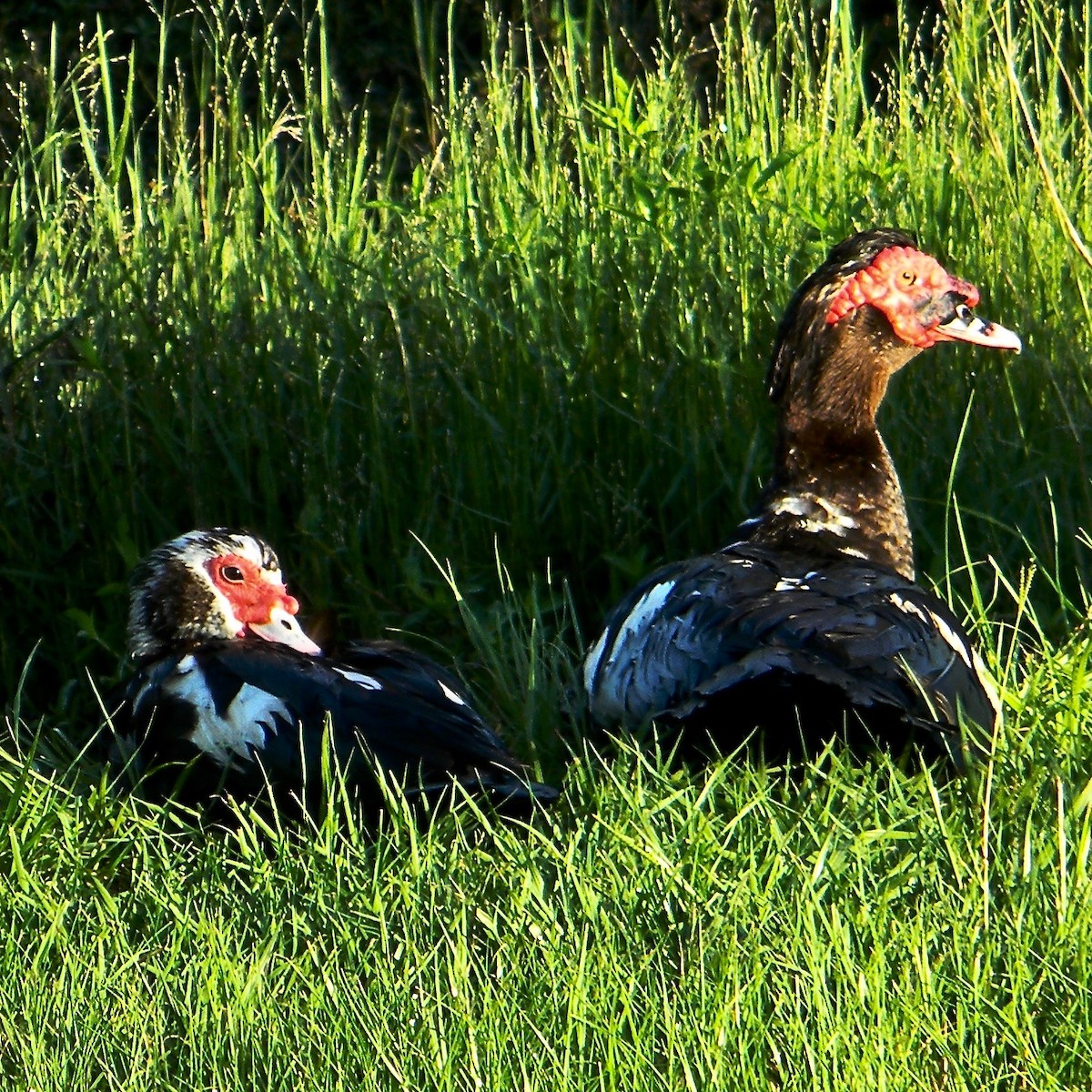 Muscovy Duck (Domestic type) - ML637918622